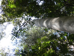Eucalyptus grandis