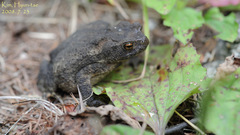 Bufo stejnegeri