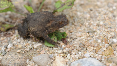 Bufo stejnegeri