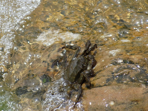 Eriocheir japonica