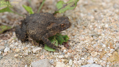 Bufo stejnegeri