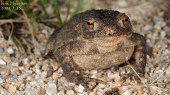 Bufo stejnegeri