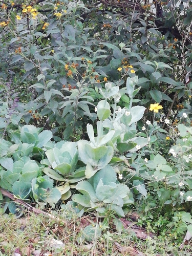 Kalanchoe marmorata