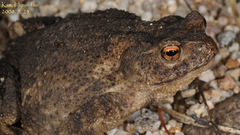 Bufo stejnegeri