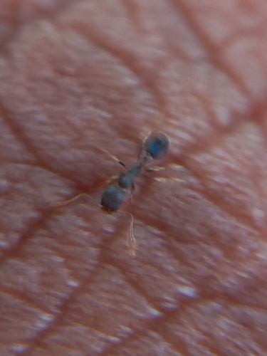 Monomorium schurriMonomorium schurri