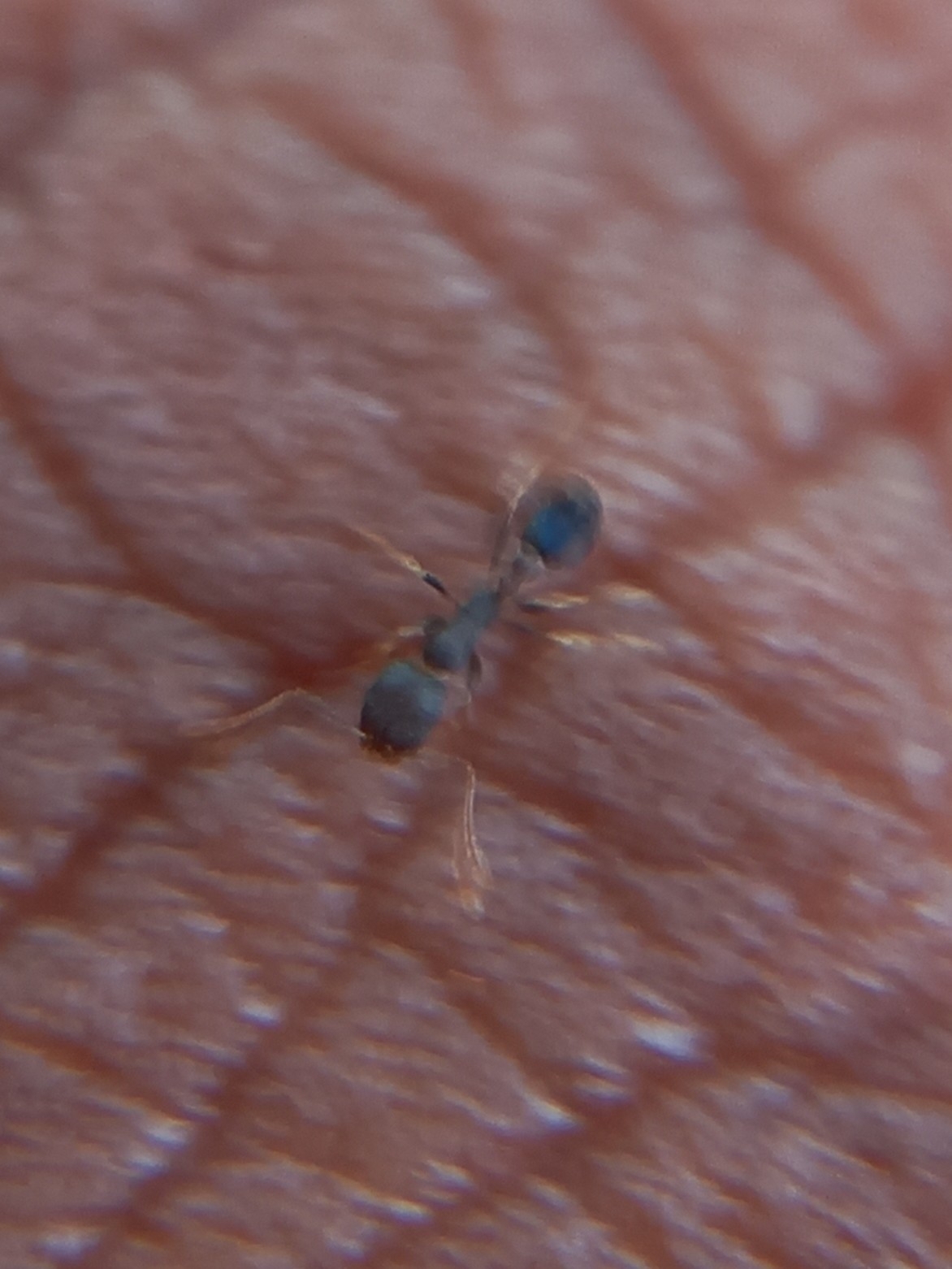 Monomorium schurri