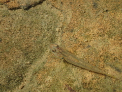 Rhinogobius candidianus