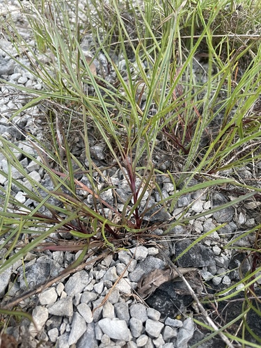 Coreopsis grandiflora