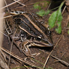 Leptodactylus gracilis