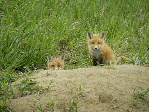 Red Fox photographed in Nebraska