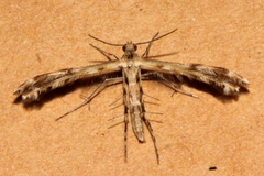 Trichoptilus ceramodes