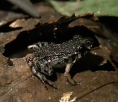 Adenomera hylaedactyla