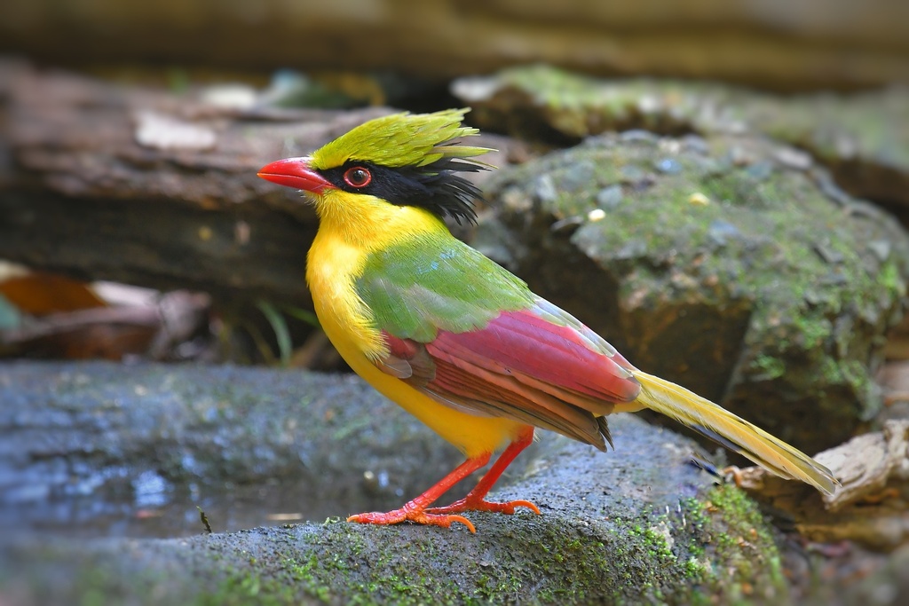 Green-Magpies
