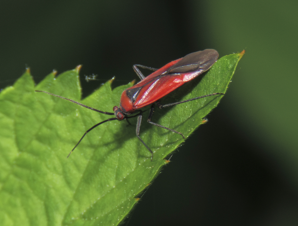 Lopidea heidemanni