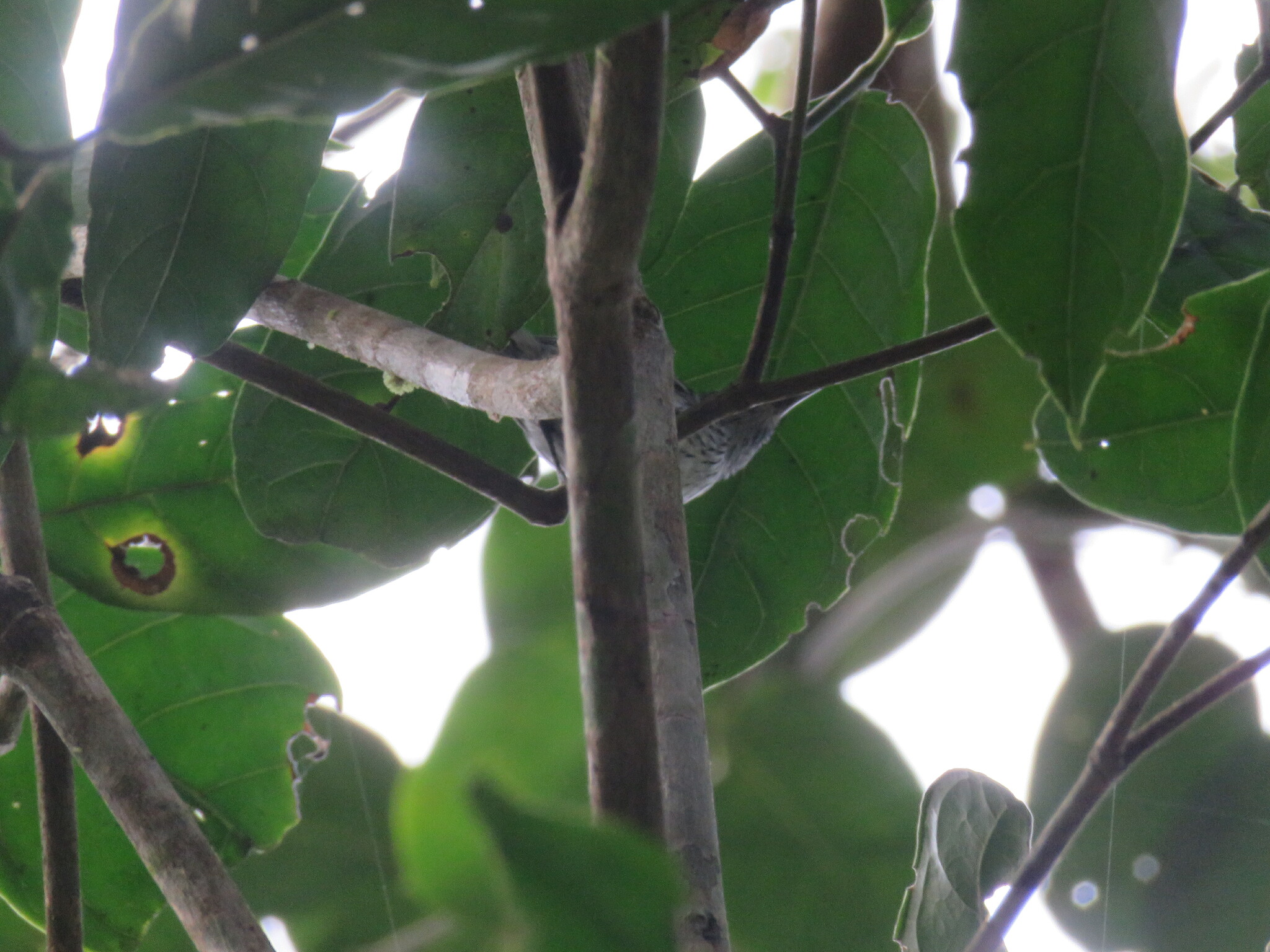 Amazonian Streaked Antwren (Myrmotherula multostriata), photo 3