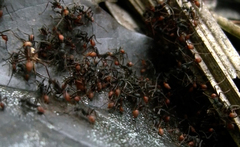 Eciton burchellii