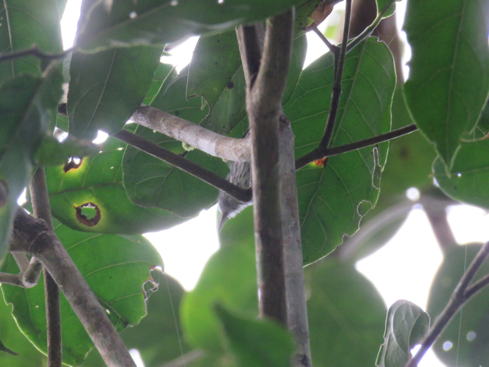 Amazonian Streaked Antwren (Myrmotherula multostriata), photo 4