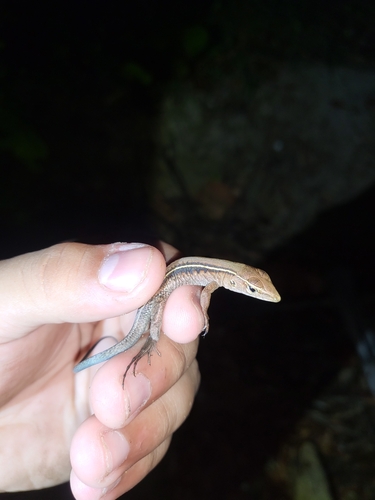 Common Puerto Rican Ameiva, 7RR2+WM8, Añasco, 00610, Puerto Rico, photo 7 of 10