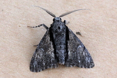 Rhuma thiobapta