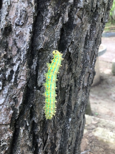 Saturnia pyretorum