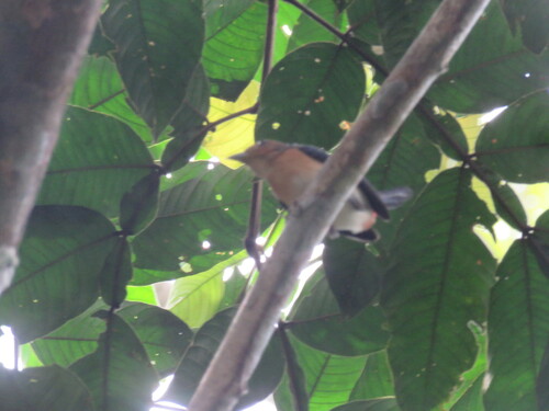 Rose-breasted Chat (Granatellus pelzelni), photo 8