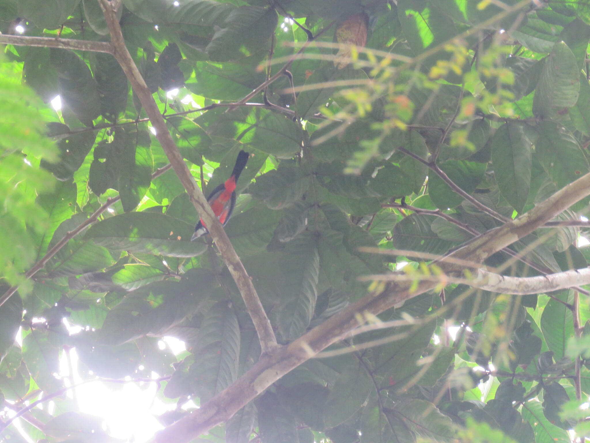 Rose-breasted Chat (Granatellus pelzelni), photo 1