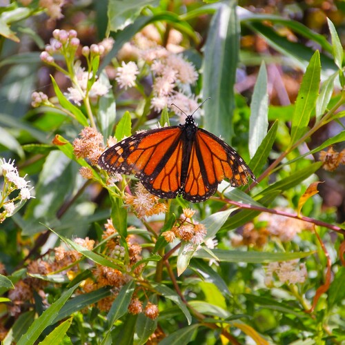 iNaturalist observation photo of Monarch