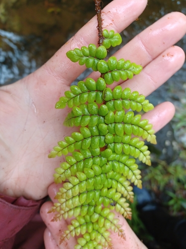 Sadleria squarrosa observed 2023-04-13