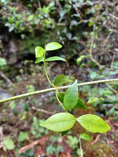 Alyxia stellata observed 2023-04-13