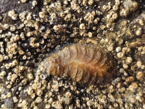 Iphione muricata observed 2023-05-10