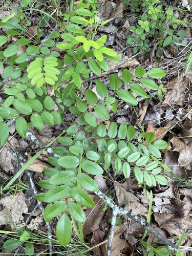 mountain false indigo (Amorpha glabra)