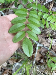 author not stated, no rights reserved Amorpha glabra, photograph author not stated, no rights reserved