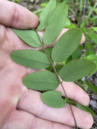 Amorpha glabra, photograph 3
