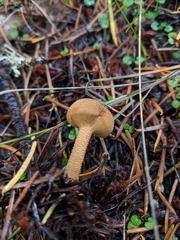 Cystoderma carcharias fallax