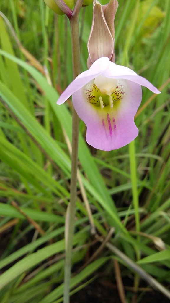 Eulophia cucullata
