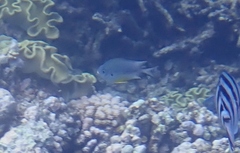 Amblyglyphidodon leucogaster