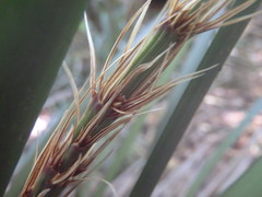 Lomandra spicata