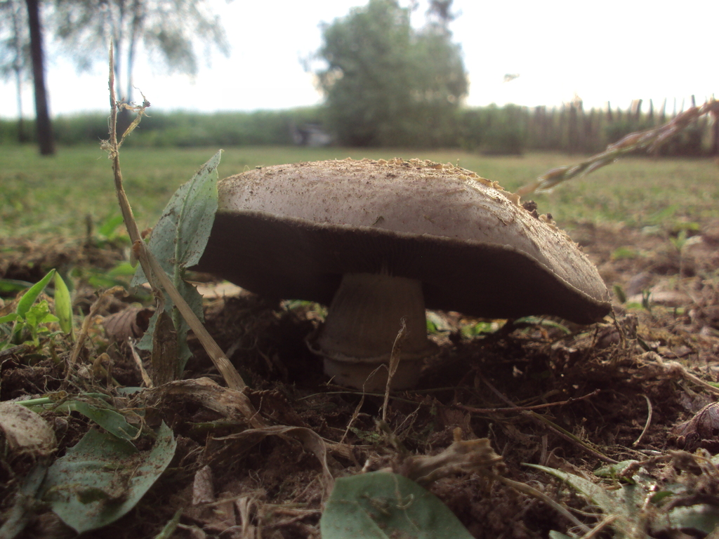 field and button mushrooms from Rivadavia, Provincia de Buenos Aires