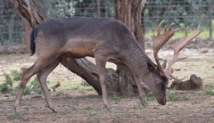 Dama