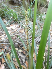 Lomandra spicata