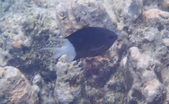 Pycnochromis margaritifer