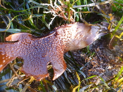 Chondracanthus