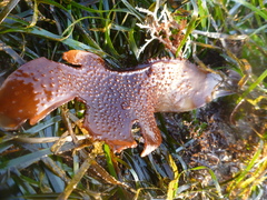 Chondracanthus