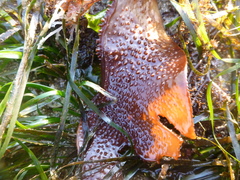 Chondracanthus