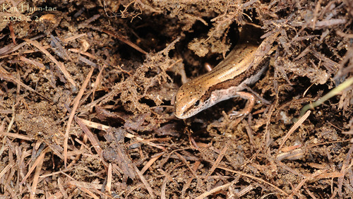 Huaren Ground Skink