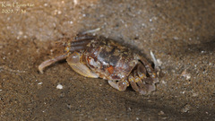 Ocypodoidea