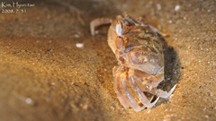 Ocypodoidea