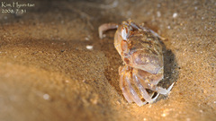 Ocypodoidea