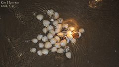 Mactra quadrangularis