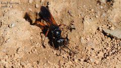 Sphex subtruncatus